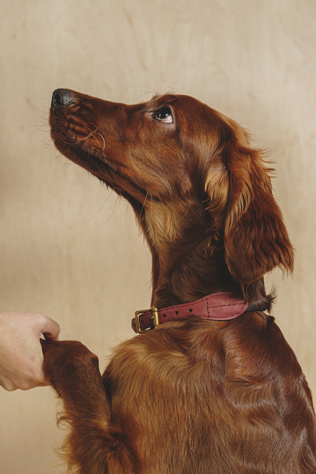 Ошейник "Пони-Макарони" Винный