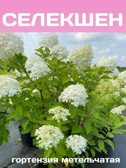 Селекшен гортензия метельчатая