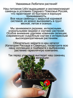 Седум Вера Джеймсон очиток многолетний