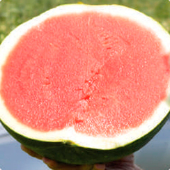 НУМБАТ F1 семена арбуза (Hazera | Хазера)