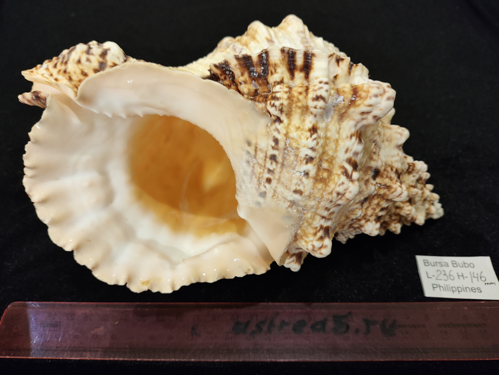 Бурса Бубо 180-260мм