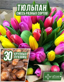 Тюльпан Луковица, Микс сортов 30 шт, крупные