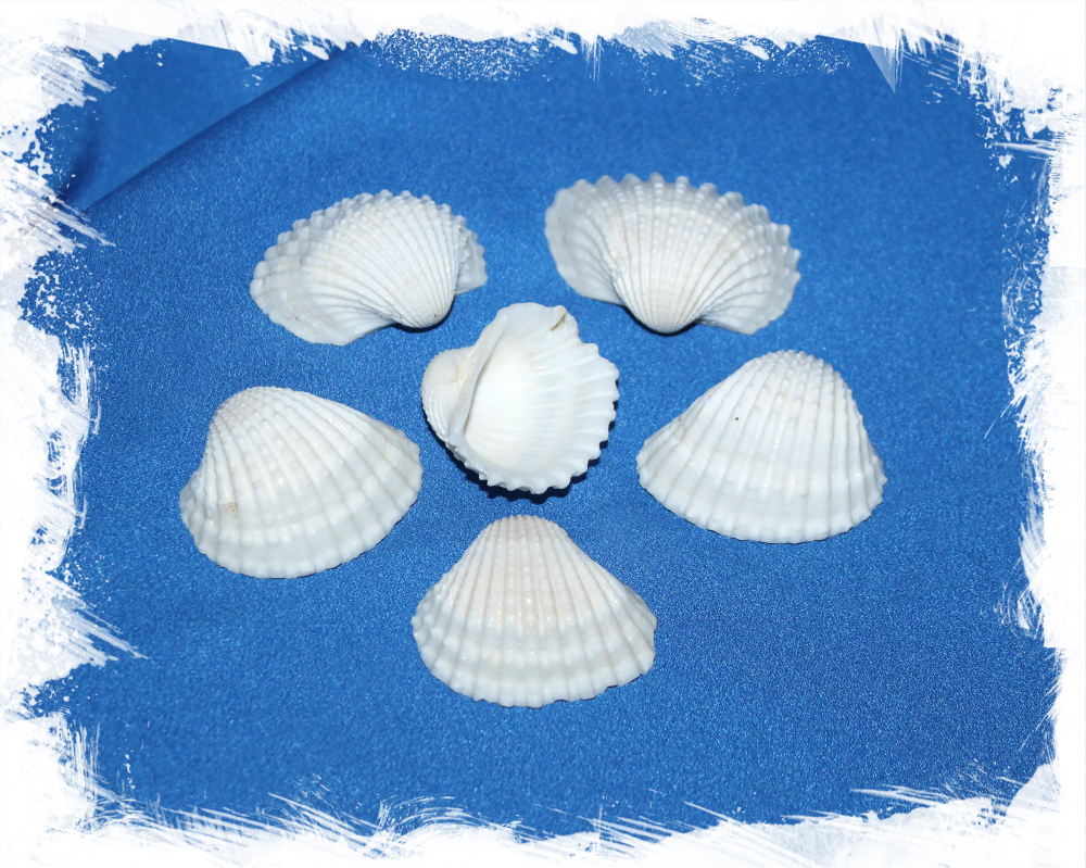 Анадара, 3-5см, 100гр, 10шт