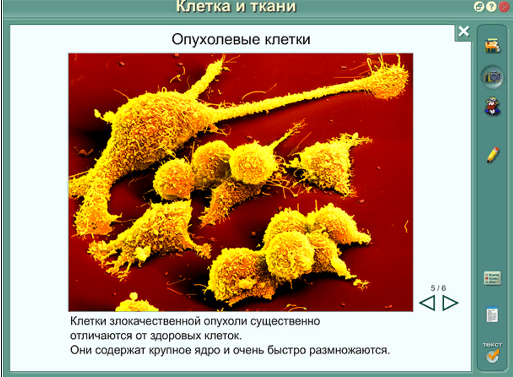 Интерактивные плакаты "Биология человека"
