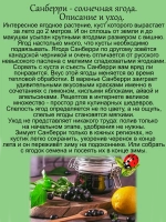 Паслён Санберри Солнечная ягода
