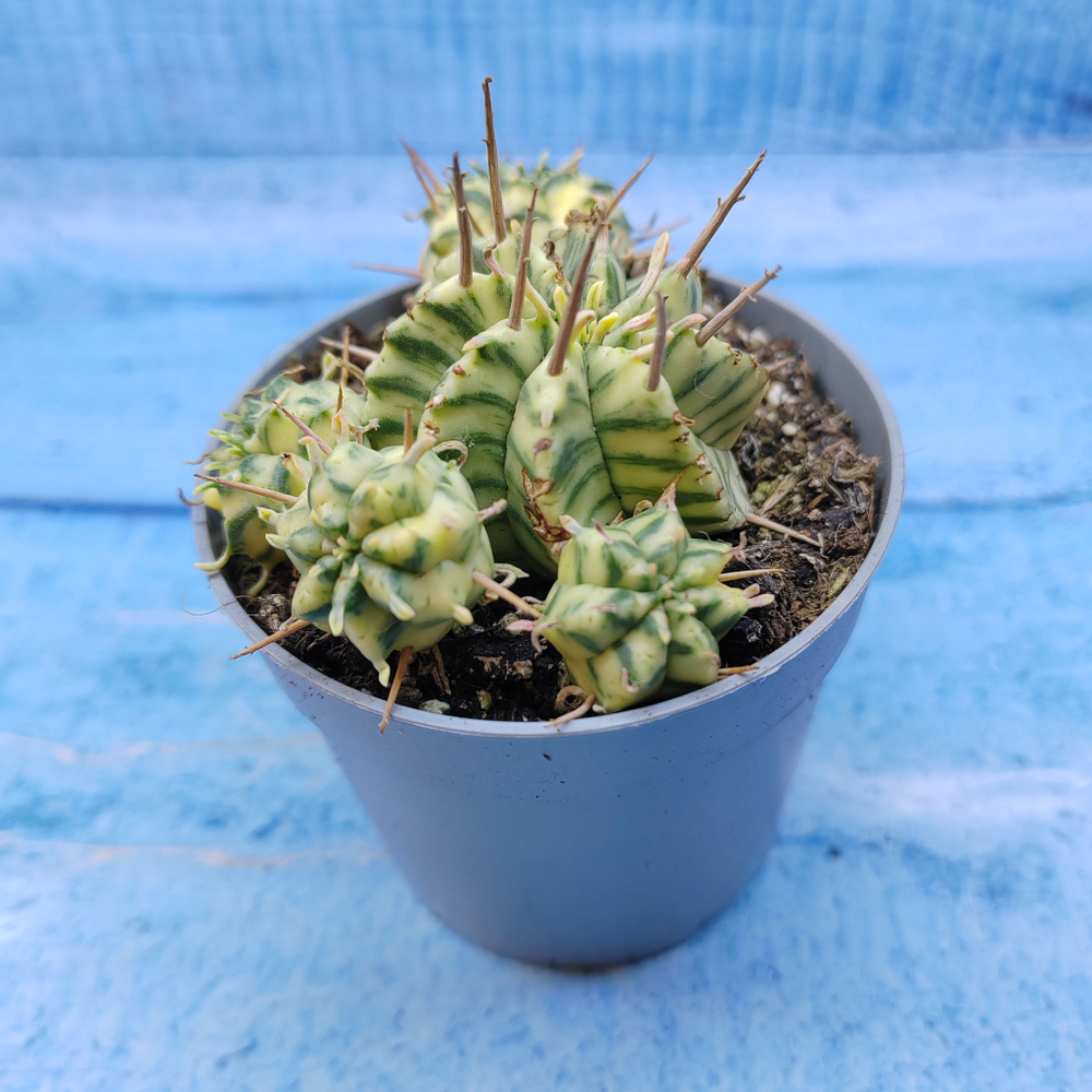Euphorbia meloformis f. Variegated (Эуфорбия вариегатная)
