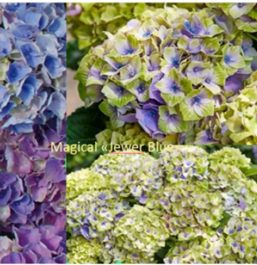 Гортензия крупнолистная Мэджикал Джевел Блю С2 Закупка М31 апрель 2026