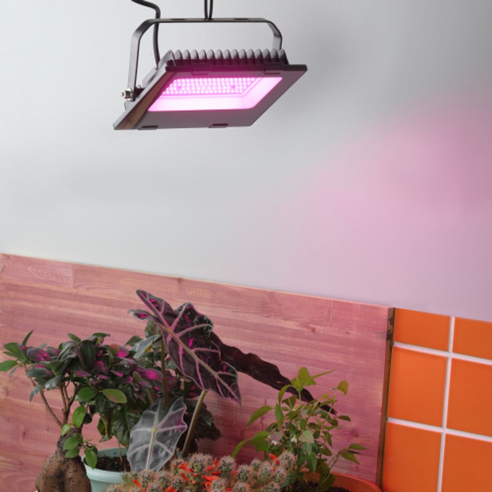 Фитопрожектор для растений светодиодный ЭРА FITO-50W-RB-LED для цветения и плодоношения красно-синего спектра 50 Вт | Фито прожекторы