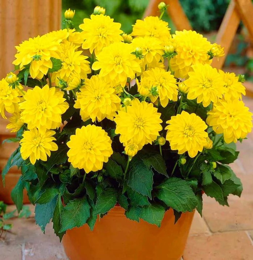 Георгина Гэллери Чезанне