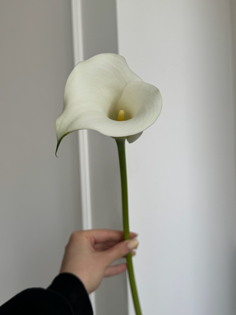 Калла белая