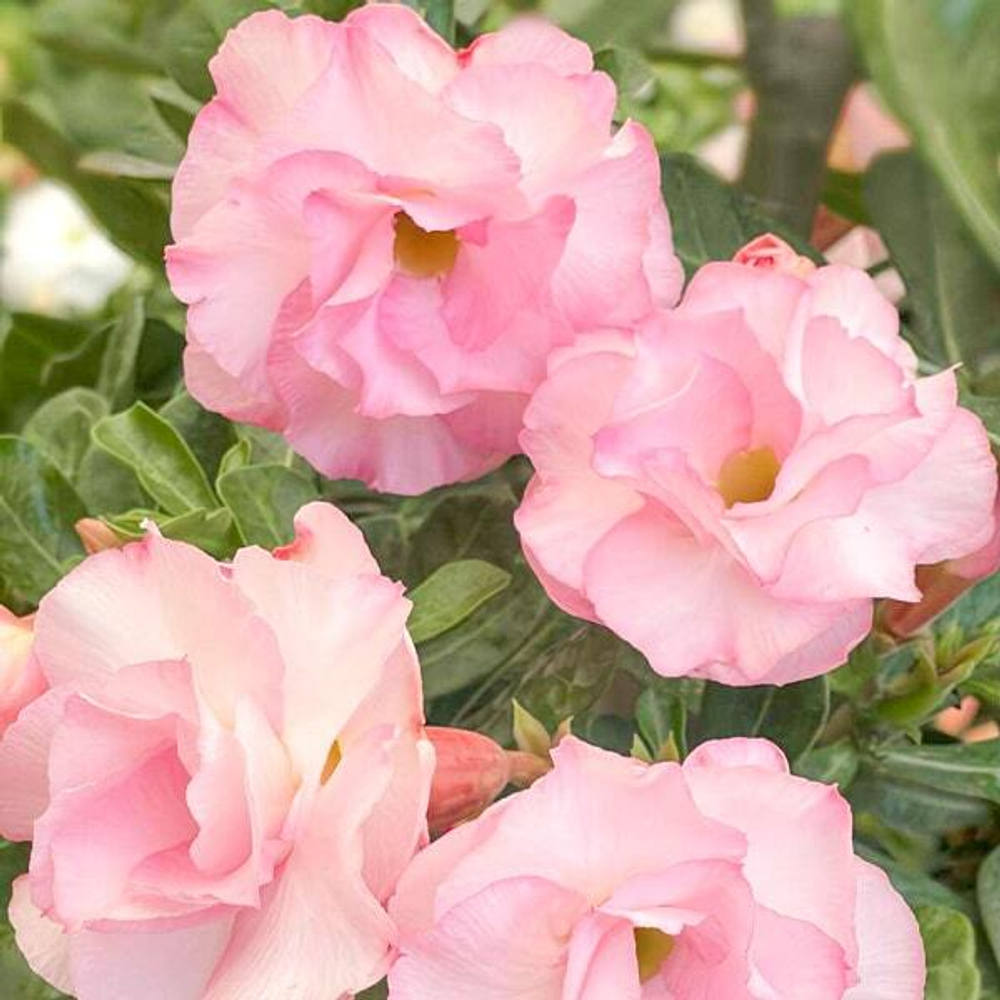 Адениум MELODY