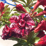 Адениум обесум 342 Thiên Vương