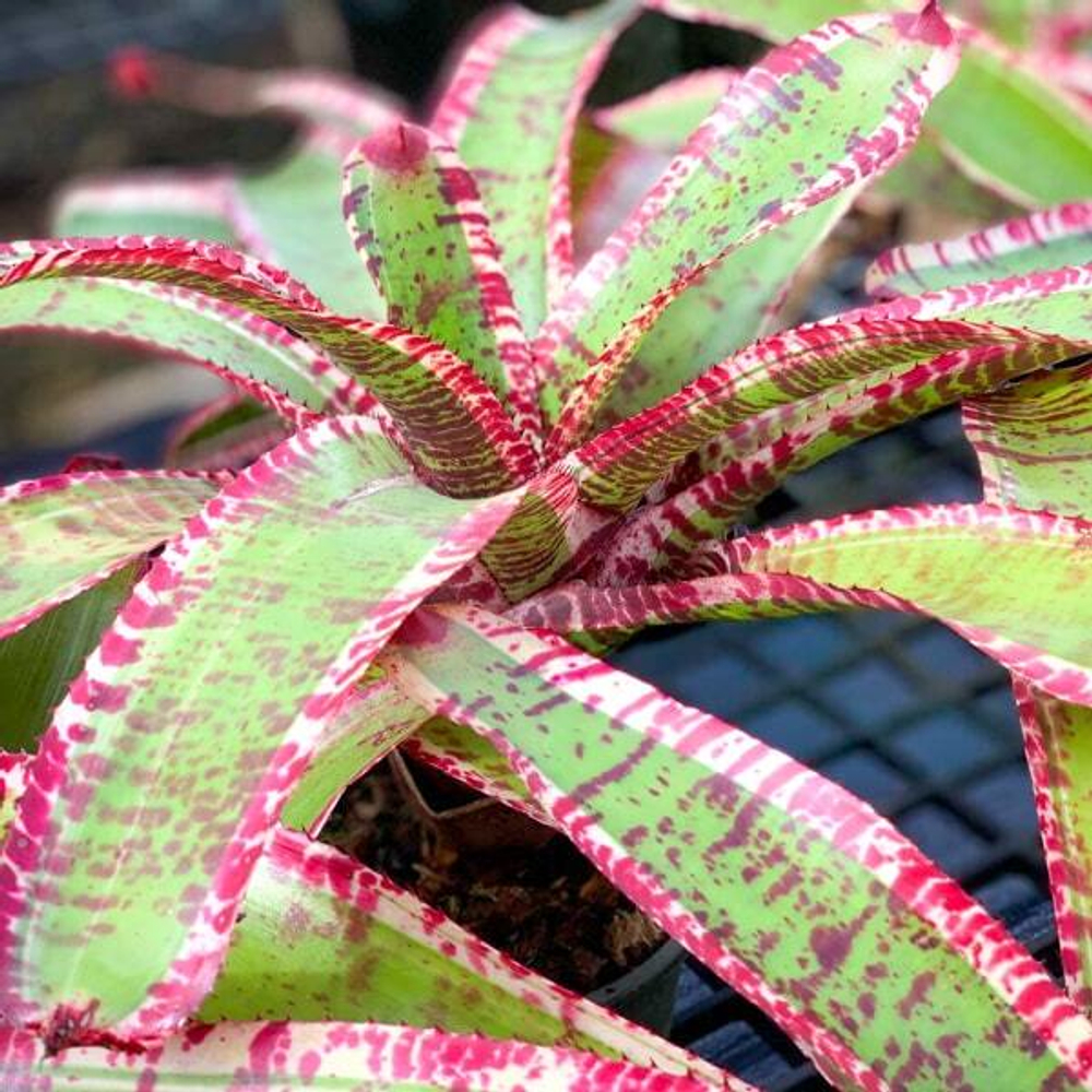 Неорегелия TEARS ON FIRE