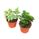 Хедера (плющ) фото №1 в наличие