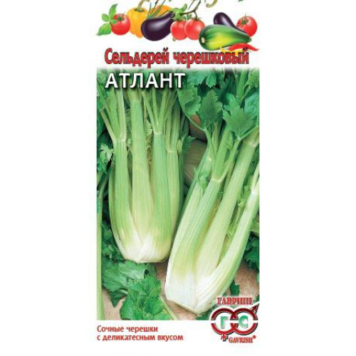 Сельдерей черешковый Атлант