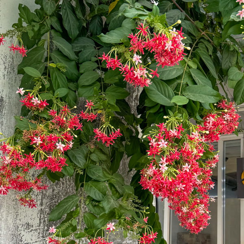 Комбертум индийский лиана – Quisqualis indicum creeper