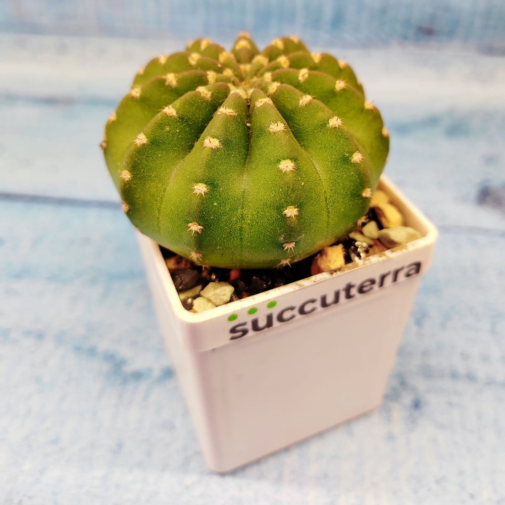 Echinopsis subdenudata (Эхинопсис)