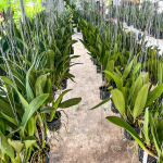 Орхидея ринхолелиокаттлея RLC. AMAZING BANGKOK GOD CANVAS