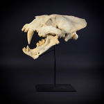 Xenosmilus на стойке