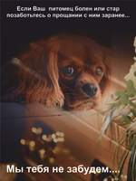 Гроб для собаки