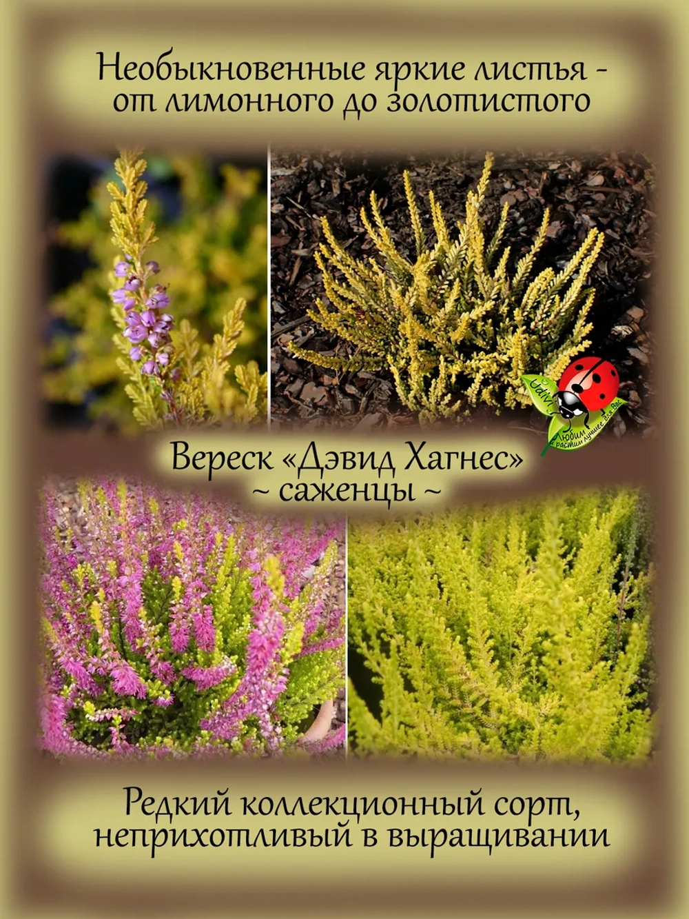Вереск Дэвид Хагнес золотистый