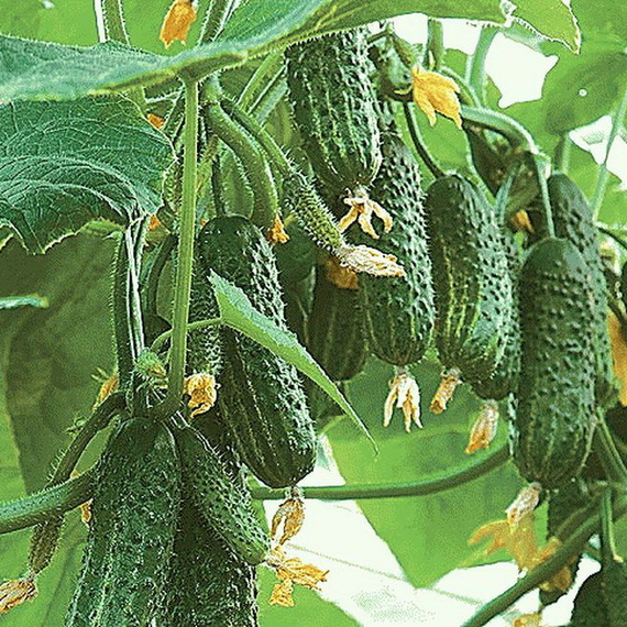 Эколь F1 семена огурца партенокарпического (Syngenta / Сингента) культура – фото 2