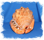 Ципрекассис