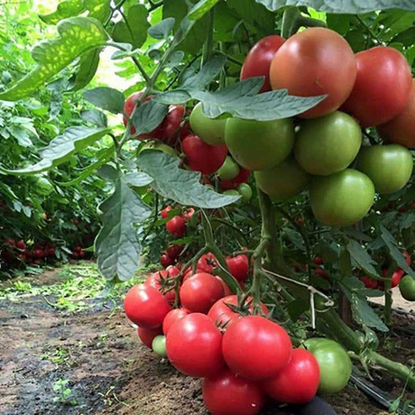 Семена томата Мей Шуай F1, Seminis, 5 шт.