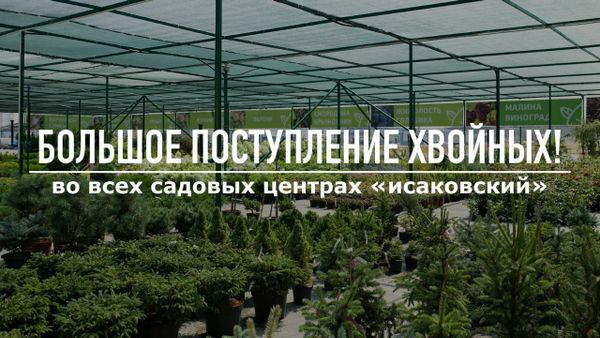 БОЛЬШОЕ ПОСТУПЛЕНИЕ ХВОЙНЫХ 🌲