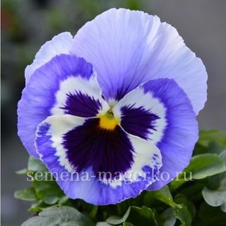 Виола Виттрока Пауэр Марина 100 семян