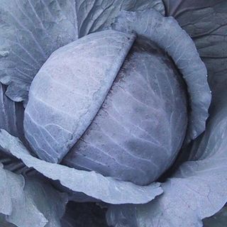 Капуста краснокочанная Ранчеро F 1 2500 (семян)