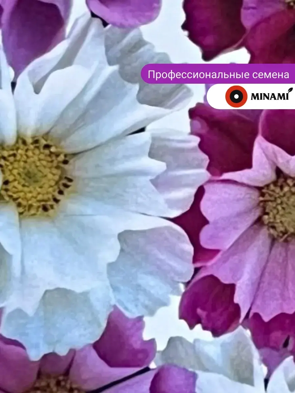 Космея Морские ракушки смесь