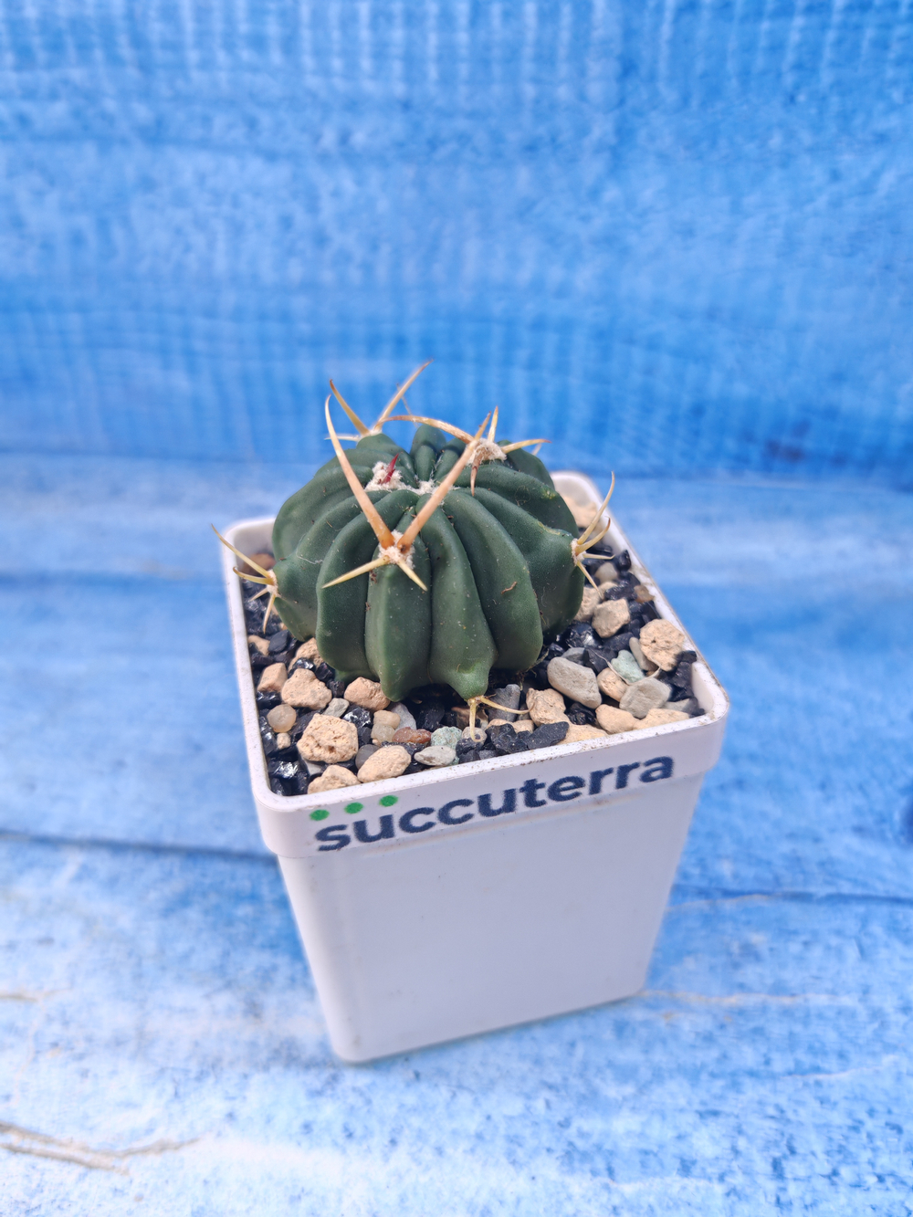 Stenocactus Coptonogonus (Стенокактус)