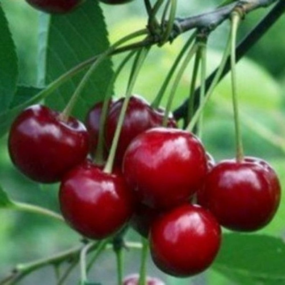 Вишня Молодежная