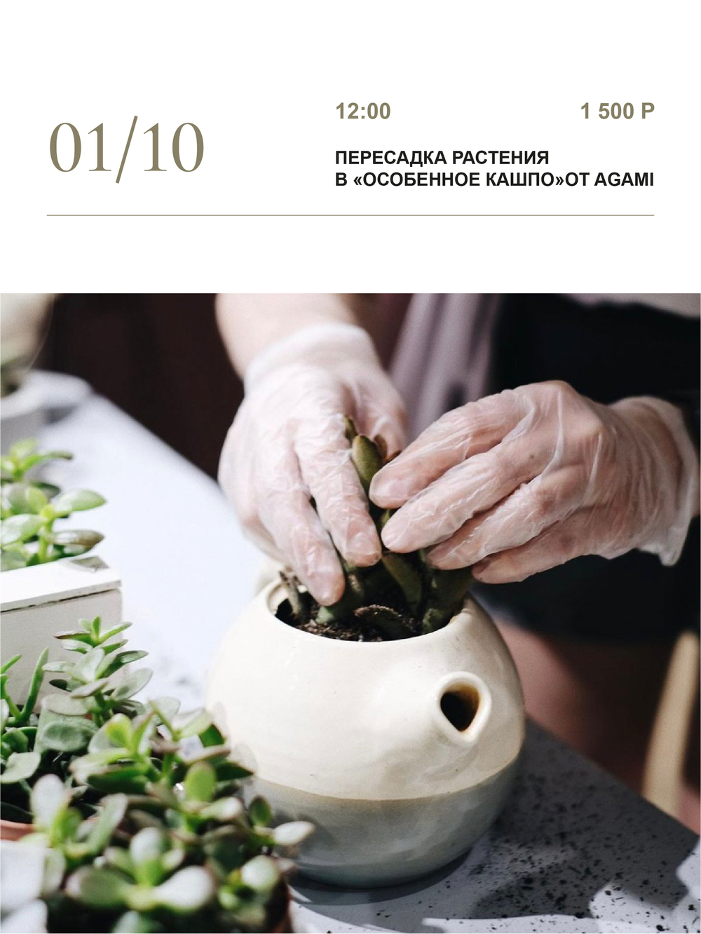 Пересадка растения в "особенное кашпо" от Agami