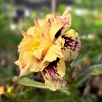 Адениум ISABEL