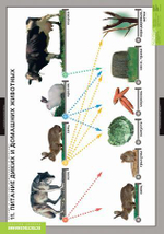 Комплект таблиц "Окружающий мир. Летние и осенние изменения в природе"; 13 таблиц + 32 карт.