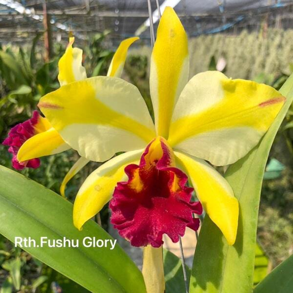 Орхидея ринкаттлеанте RTH. FUSHU GLORY