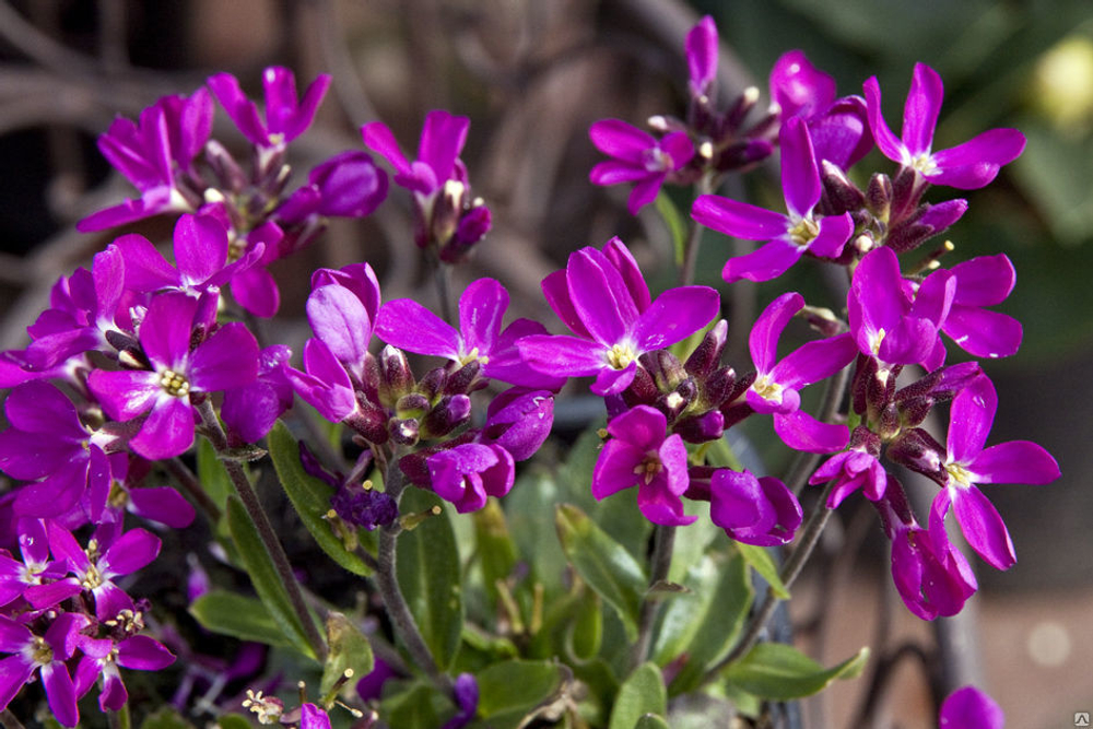 Арабис реснитчатый