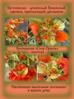 Бугенвилия Сноу Оранж денежный цветок