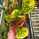 Кротон SRI THINNAGON