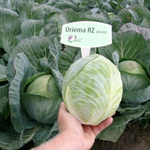 Ориема F1 семена капусты белокочанной (Rijk Zwaan / Райк Цваан)