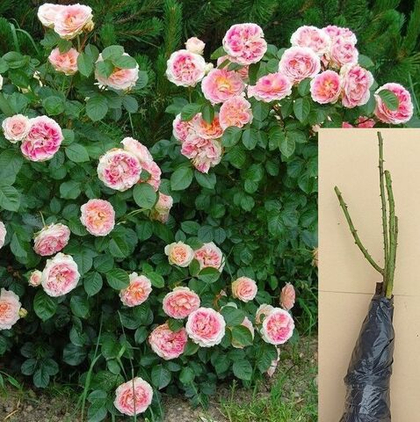 Роза Цезарь плетистая саженец с ОКС