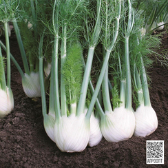 РОНДО F1 семена фенхеля (Bejo | Alexagro)