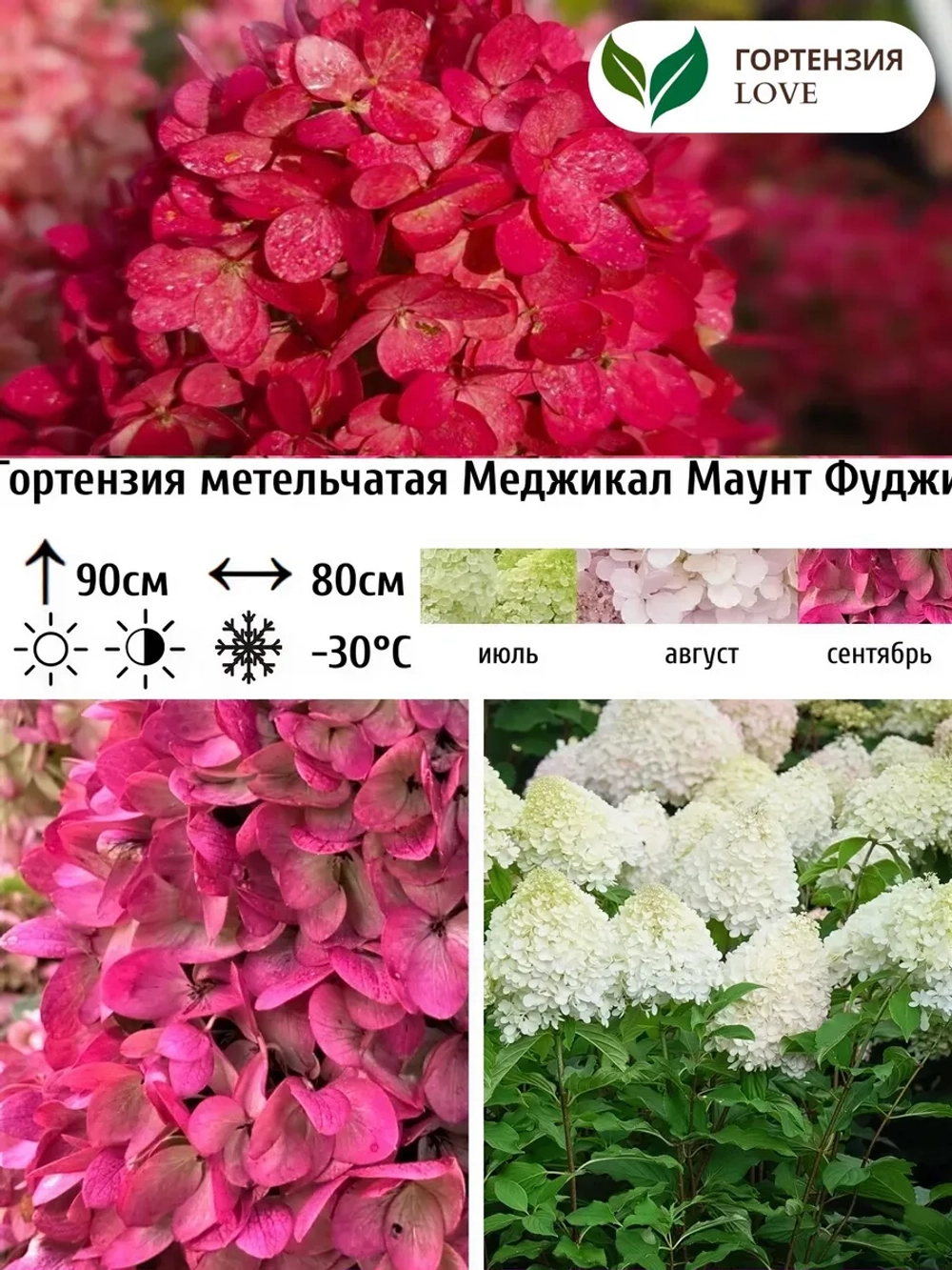 Меджикал Маунт Фуджи гортензия метельчатая