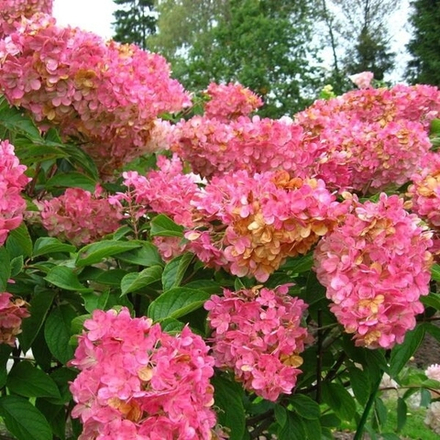 «Эрли Сенсейшн» (Early Sensation) Метельчатая Гортензия Р9