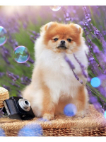 Алмазная мозаика 22х32см. "Шпиц на природе" с полн.заполнен.на подрам.30цв. (Арт. НД-8542)