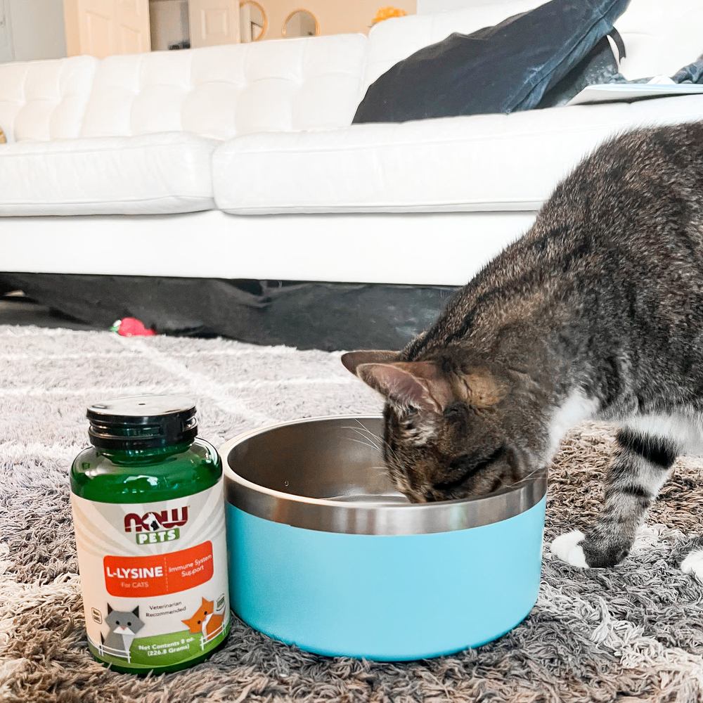 NOW Foods, Now Pets, L-лизин для кошек, 226,8 г (8 унций)