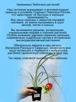 Пампасная трава Розовое облако
